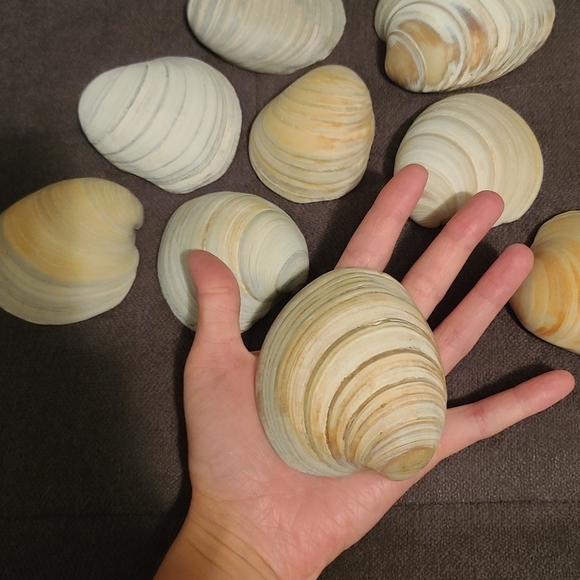 3 Random Large Natural Sea Shells - Picture 5 of 12